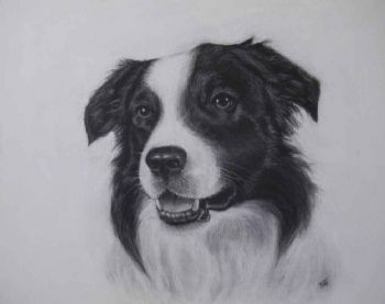 "Shep"