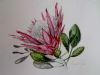 "King Protea Study"