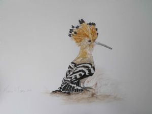 "South African Hoopoe"