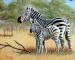 Zebra and Child