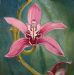 mermaid orchid