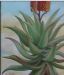Aloe