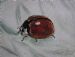 Bugs - Ladybird