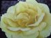 Yellow Rose