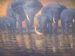 Thirsty Elephants