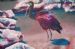 Shining Ibis (Blink Hadeda)