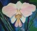 Orchid - Vanda Teres