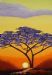 Thorn Tree at Sunset