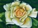 Rose in White