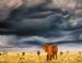 Elephant in Stormy Landscape