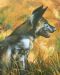 Wild Dog After the Hunt