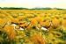 Springbok Sprinting in the Veld