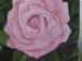 Pink Rose