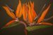 Large Strelitzia