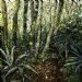Indigenous Forest 