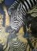 Zebra Reflection