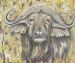  African Buffalo Grumpy. Print