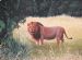 Lion After Meal