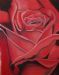 Rose in Red