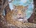 Leopard Looking Back
