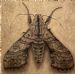 Hawk Moth