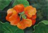 "Nasturtium"