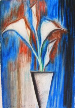"A Selection of Arum "