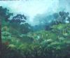 "Knysna Misty Forest 2"