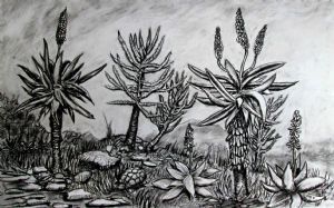 "Aloes Charcoal"