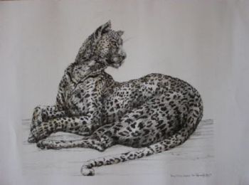"Young Tinted Leopard"