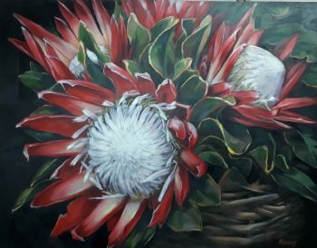 "Protea "