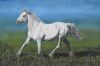 "White Horse in Grass Field"