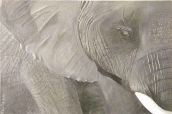 "Elephant Close-up"
