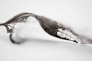 "Leaf Skeleton #15"