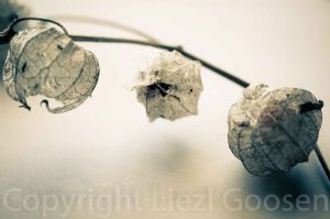 "Gooseberry Skeleton #2"