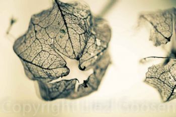 "Gooseberry Skeleton #9"