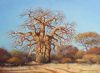 "Bushveld Baobab at Koedoesrand "