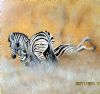 "Zebras Fighting"
