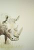 "The Stance - Rhino"