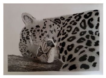 "Sleeping Leopard"