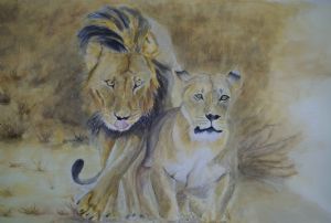 "Lions - the Mating Game"