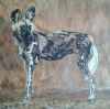 "African Wild Dog"