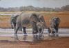 "Leeu Pan Elephants"