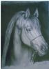 "Arabian Horse Sketch"