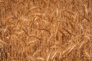 "Wheat Ready for the Harvest"