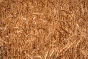 "Wheat Ready for the Harvest"
