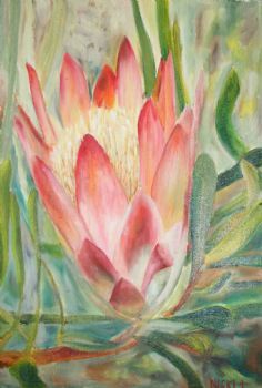 "Protea "