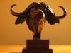 "Cape Buffalo Bust"