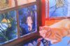 "Cat in Window"
