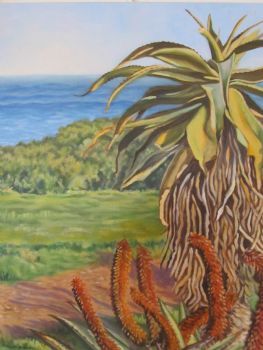 "Aloes, Schoenmakerskop"